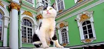 Свято у котів Ермітажу Крила, лапи, хвіст крила