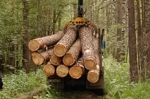 Переваги та сфери застосування сибірської модрини сфери