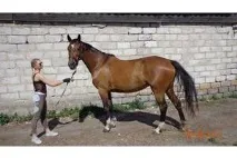 коней
