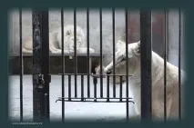 розваги