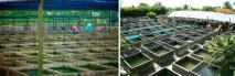 РОЗВІДНА РИБА - ПОРЯТУВАННЯ ВІД ПРОБЛЕМ ІХТІОПАТОЛОГІЇ АБО МІФ ПРО ПОРЯТУВАННЯ, Марлін Південь розвідна