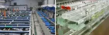 РОЗВІДНА РИБА - ПОРЯТУВАННЯ ВІД ПРОБЛЕМ ІХТІОПАТОЛОГІЇ АБО МІФ ПРО ПОРЯТУВАННЯ, Марлін Південь розвідна