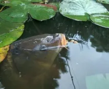 бойл