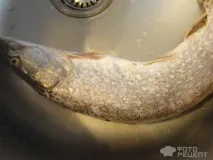 щука