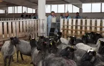 Романівські вівці у Космачові романівські