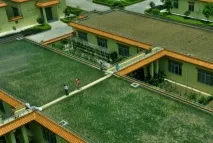 Рисові поля на даху броварні броварні