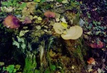 Рейші (ганодерма), лікувальні властивості, приготування, застосування гриба - Активний туризм приготування