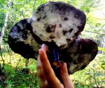 Рейші (ганодерма), лікувальні властивості, приготування, застосування гриба - Активний туризм властивості