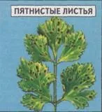 СЕЛЬДЕР ЧЕРЕШКОВИЙ Овочеві культури Статті Фазенда культури