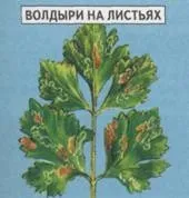 СЕЛЬДЕР ЧЕРЕШКОВИЙ Овочеві культури Статті Фазенда культури