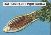 СЕЛЬДЕР ЧЕРЕШКОВИЙ Овочеві культури Статті Фазенда сельдер