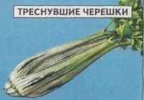 СЕЛЬДЕР ЧЕРЕШКОВИЙ Овочеві культури Статті Фазенда культури