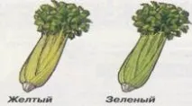 СЕЛЬДЕР ЧЕРЕШКОВИЙ Овочеві культури Статті Фазенда овочеві