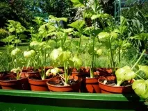Селера кореневої вирощування та деякі тонкощі цього процесу селера