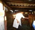 Ситуація щодо нодулярного дерматиту великої рогатої худоби на території Оренбурзької області, щодо