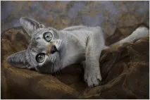 Сінгапурська кішка (Сінгапура) фото, відео, ціна, характер сінгапурська