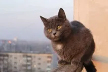 Синдром падіння з висоти у котів падіння