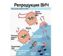 Синдром набутого імунодефіциту – стадії зараження набутого