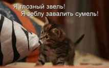 котки