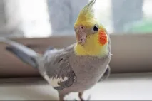 Зміст корелів зміст