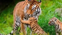 Сонник тигриця уві сні до чого сниться тигриця може