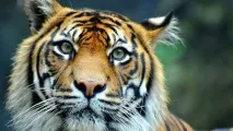 Сонник тигриця уві сні до чого сниться тигриця сонник