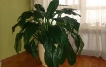 сорту