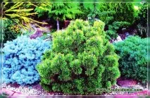 Сосна гірська (фото) - сорти та види, Сайт про сад, дачу та кімнатні рослини сайт