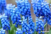Спаржа - корисні властивості, все про спаржу властивості