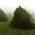Середньоазіатська - пошук слів за маскою та визначенням, відповіді на сканворди відповіді