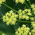 Середньоазіатська - пошук слів за маскою та визначенням, відповіді на сканворди маскою