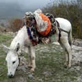 Середньоазіатська - пошук слів за маскою та визначенням, відповіді на сканворди визначенням