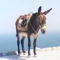 Середньоазіатська - пошук слів за маскою та визначенням, відповіді на сканворди визначенням
