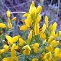 Середньоазіатська - пошук слів за маскою та визначенням, відповіді на сканворди маскою