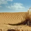 Середньоазіатська - пошук слів за маскою та визначенням, відповіді на сканворди пошук