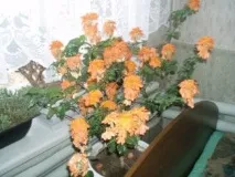 Стимулятори росту коренів для троянд, Кімнатні рослини стимулятори