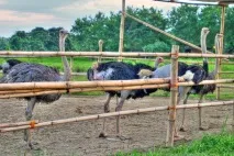 Страусова ферма бізнес-план для України страусова