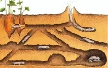 перемогти