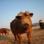 Свині Дюрок, розведення поросят та їх зміст, характеристика поросят