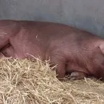 Свині Дюрок, розведення поросят та їх зміст, характеристика дюрок