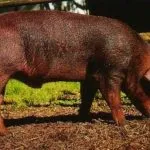 Свині Дюрок, розведення поросят та їх зміст, характеристика зміст