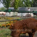 Свині Дюрок, розведення поросят та їх зміст, характеристика свині