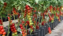 Томати найкращі сорти для Підмосков’я для теплиць та відкритого ґрунту томати