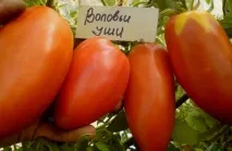 Томати найкращі сорти для Підмосков’я для теплиць та відкритого ґрунту томати