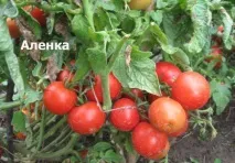 Томати найкращі сорти для Підмосков’я для теплиць та відкритого ґрунту томати