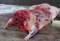 Трихінельоз у тварин кобанів, свиней, бобрів трихінельоз
