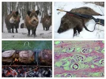 Трихінельоз у тварин кобанів, свиней, бобрів трихінельоз
