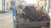Загроза падіння дерев Дізнайтеся, коли вони почнуть становити загрозу! дерев