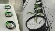 Куточок новачка субстрат волокно