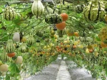 Дивовижна жива архітектура, яку ви можете створити своїми руками! жива